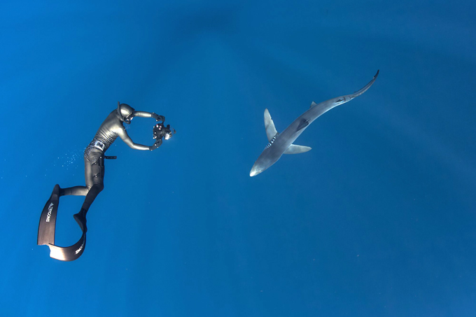 В царстве акул