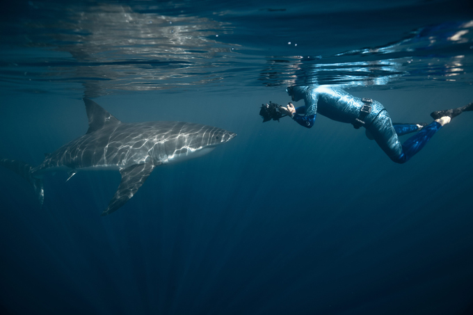 В царстве акул