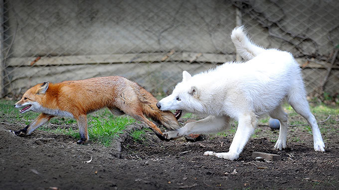 Заклятые друзья