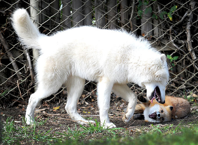 Заклятые друзья