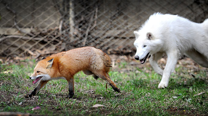 Заклятые друзья