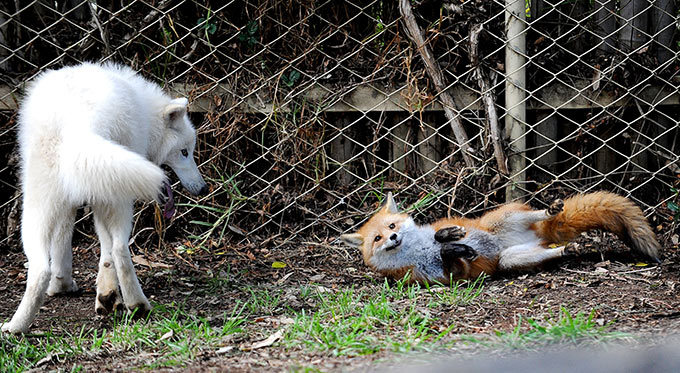 Заклятые друзья