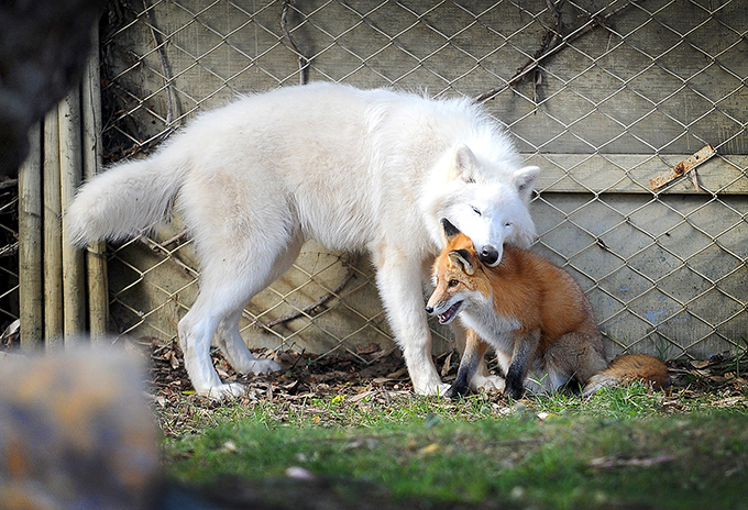 Заклятые друзья