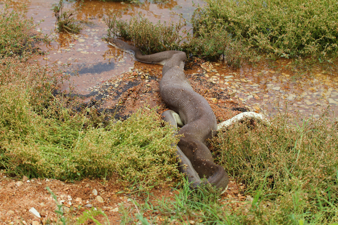 В Австралии питон проглотил крокодила