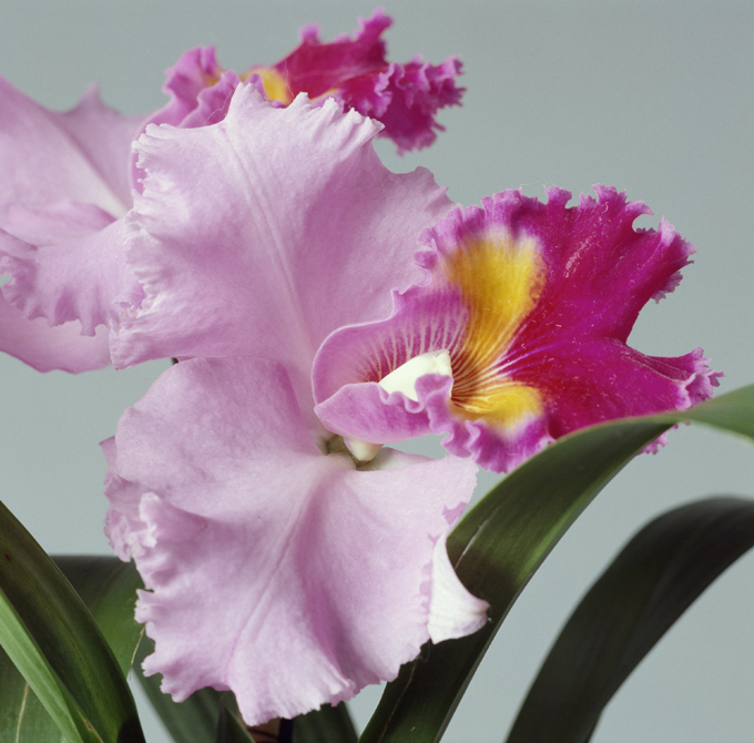 Божественное создание - орхидея