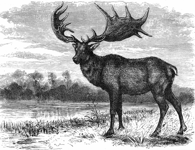 Вымершие животные снова воскреснут. Ирландский олень
