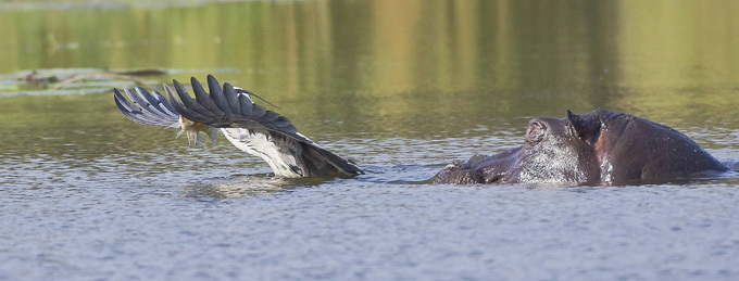 Охота с бегемота