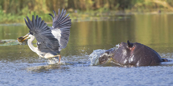 Охота с бегемота