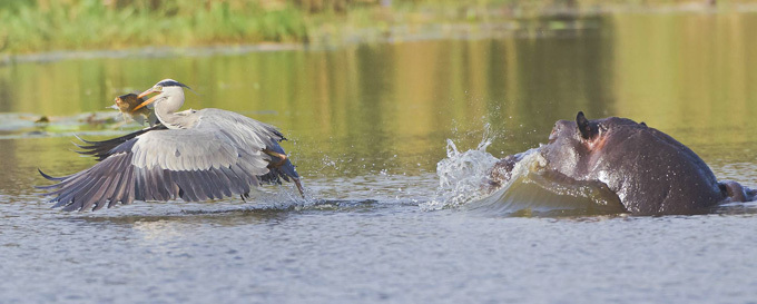 Охота с бегемота