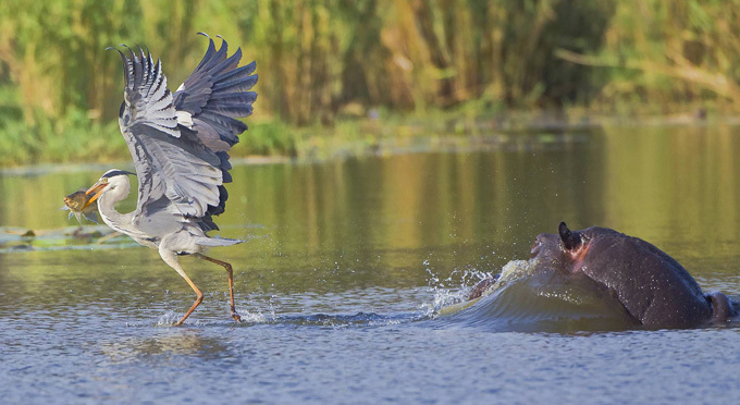Охота с бегемота