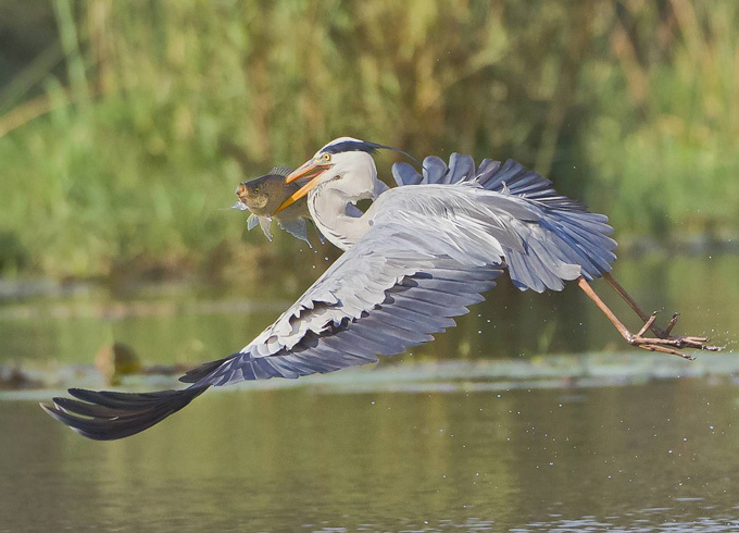 Охота с бегемота
