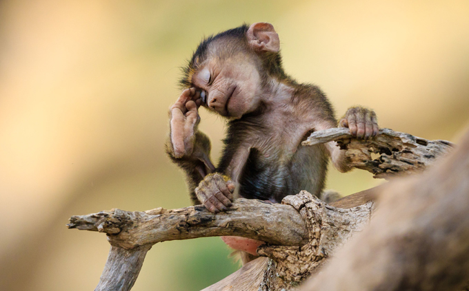 "Мимимишность": фоточки животных для ваших друзей