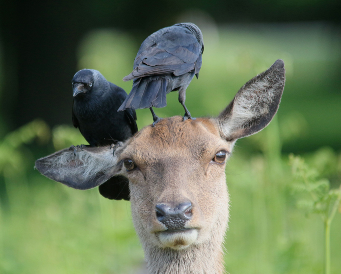 "Мимимишность": фоточки животных для ваших друзей