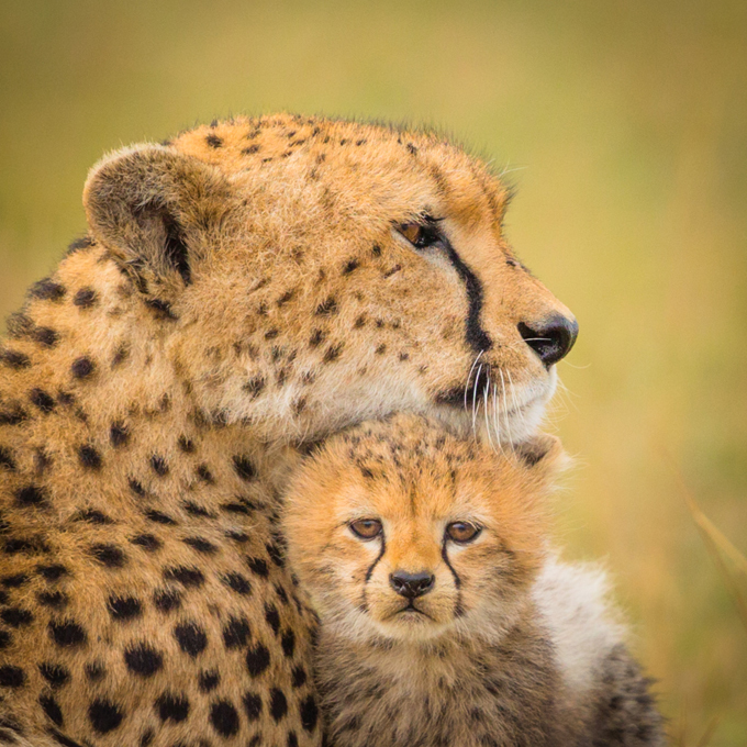 "Мимимишность": фоточки животных для ваших друзей