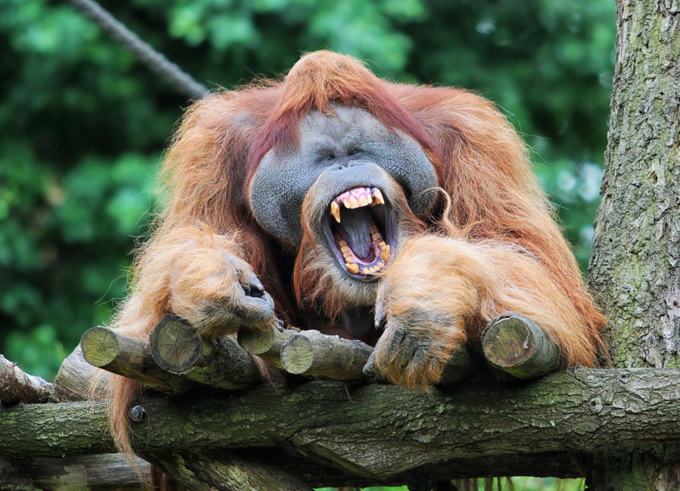 "Мимимишность": фоточки животных для ваших друзей