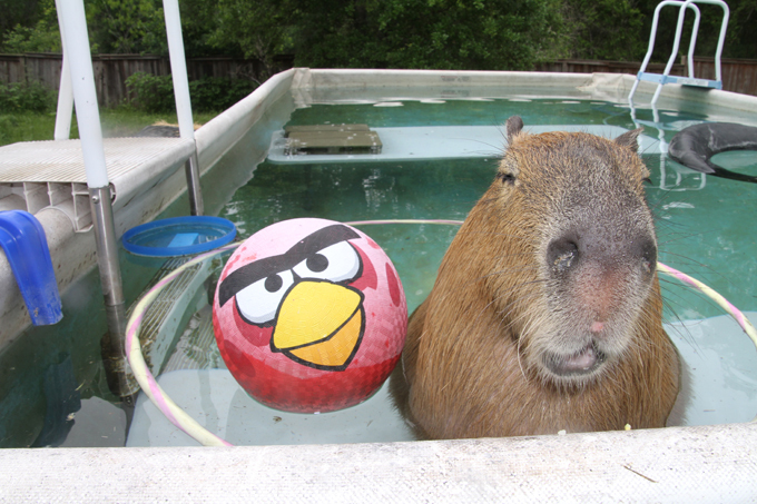 Домашний любимец