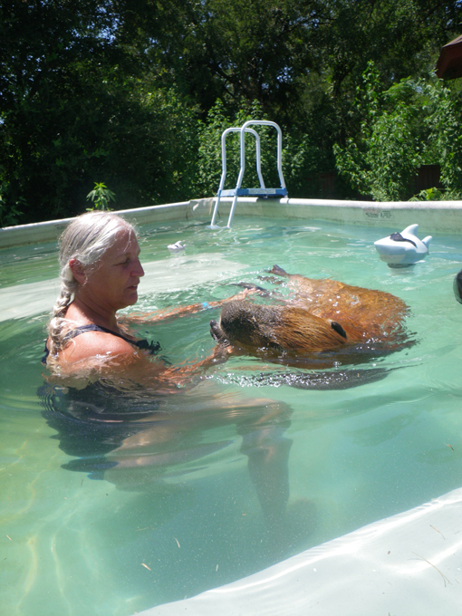 Домашний любимец