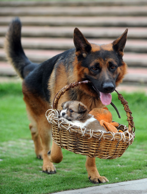 Неразговорчивая охрана