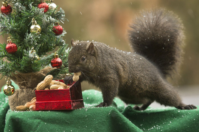 Интересное в мире
