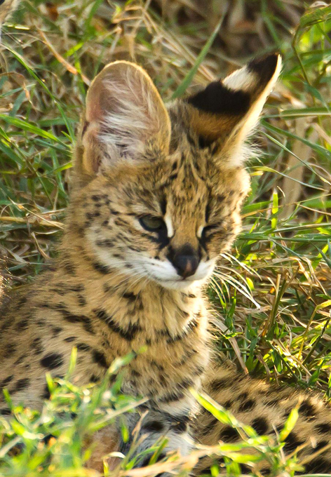 Они не променяли свободу на теплое молоко. Сервал