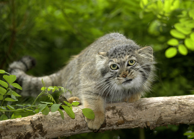 Они не променяли свободу на теплое молоко. Манул