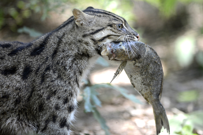 Они не променяли свободу на теплое молоко. Кошка Темминка