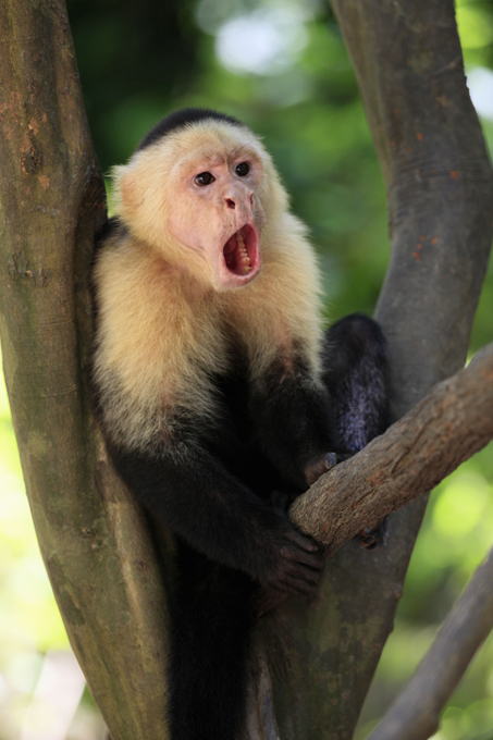 Экзотические животные дома: плюсы и минусы