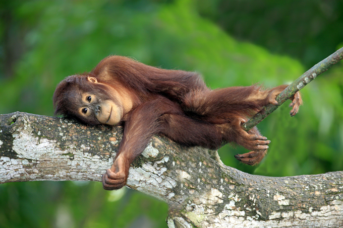 Экзотические животные дома: плюсы и минусы