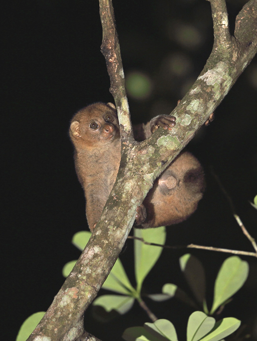 Экзотические животные дома: плюсы и минусы