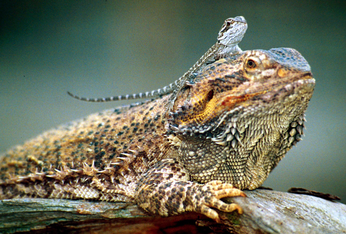 Экзотические животные дома: плюсы и минусы