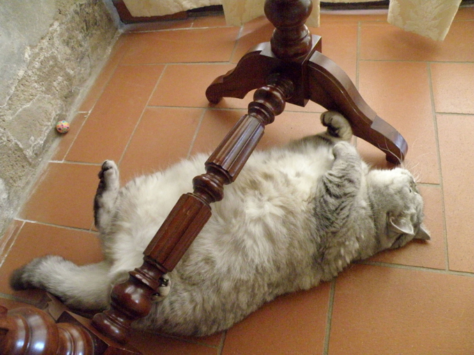 Их "мяу" для нас - закон! Не потревожить любимца