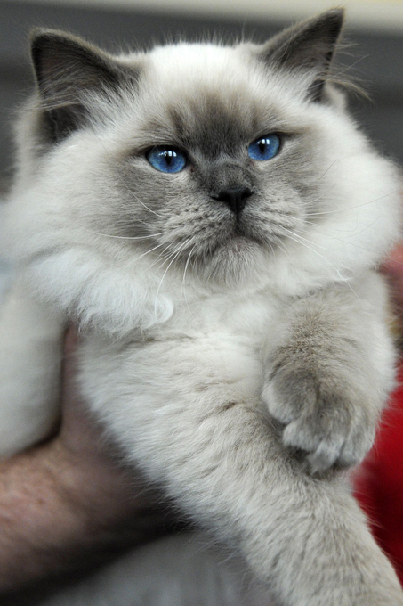 8 любопытных фактов о котах