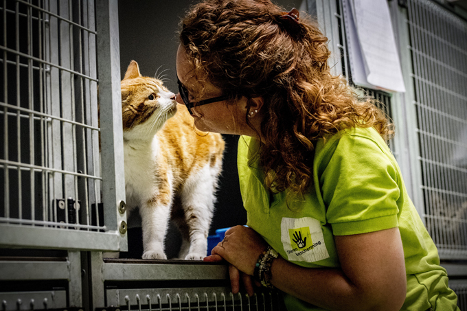 8 любопытных фактов о котах