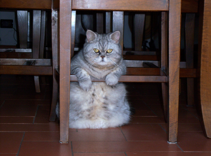 Их "мяу" для нас - закон! Домашний хулиган