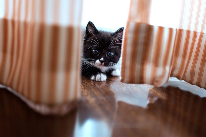 8 любопытных фактов о котах