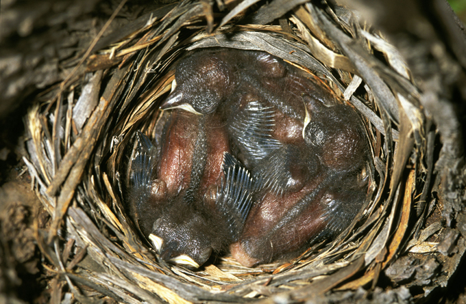 Потомки динозавров. Правда пернатые