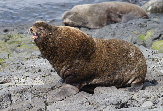Самые редкие животные на планете: северный морской котик