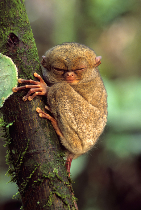 Самые редкие животные на планете: западный долгопят