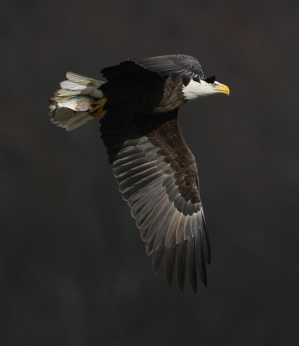 В кругу орлов не щелкай клювом