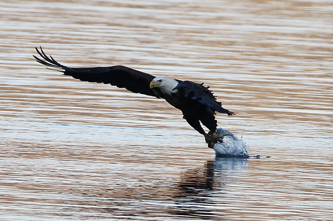 В кругу орлов не щелкай клювом
