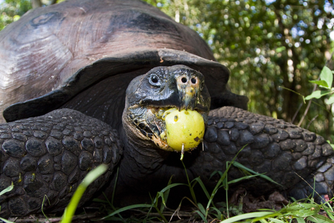 Самые редкие животные на планете: галапагосская черепаха