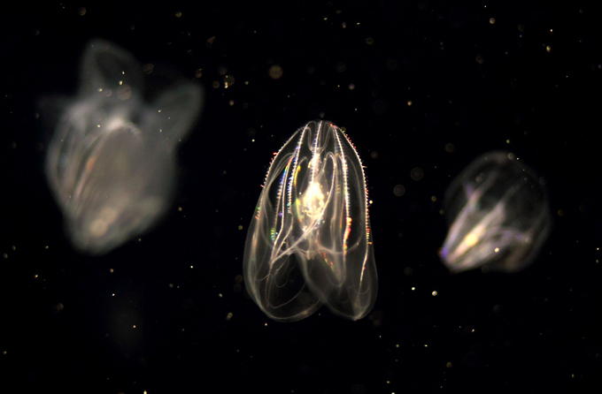 Ваш мир уже захватили! Узнайте - кто