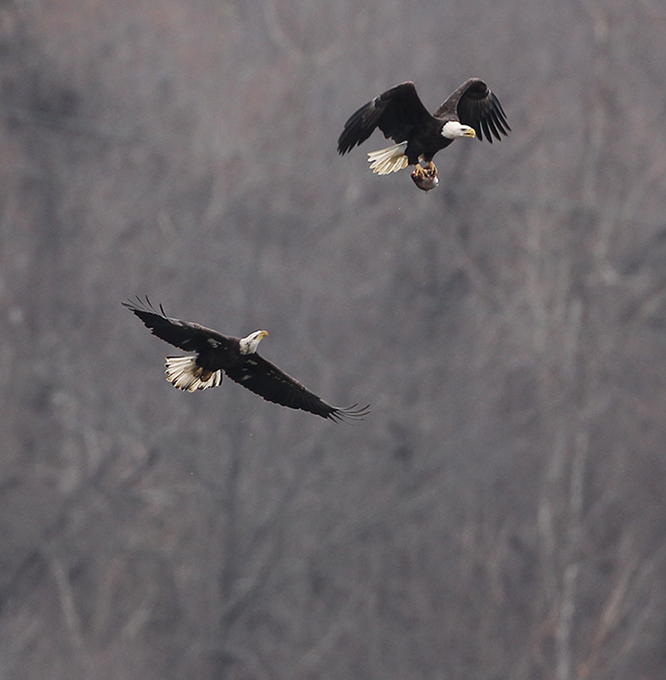 В кругу орлов не щелкай клювом
