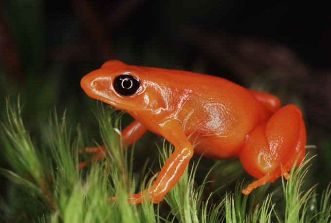 Самые редкие животные на планете: красная лягушка