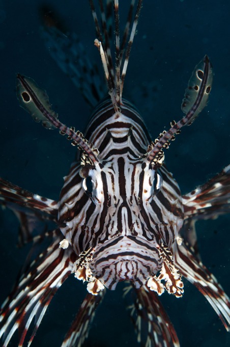 Ваш мир уже захватили! Узнайте - кто