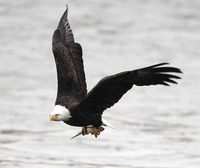 В кругу орлов не щелкай клювом