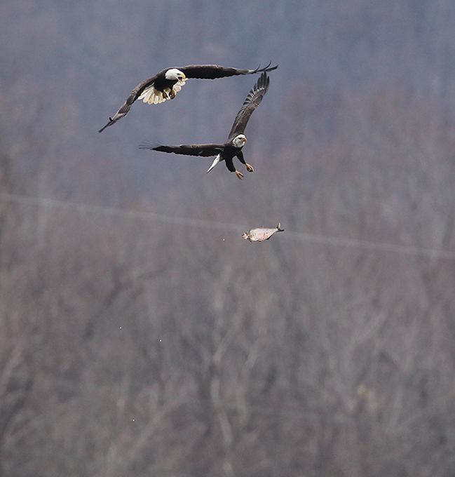 В кругу орлов не щелкай клювом