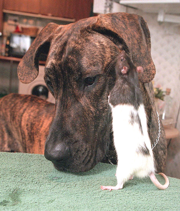 Собака не только человеку друг