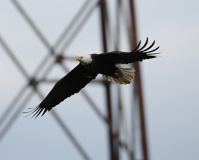 В кругу орлов не щелкай клювом