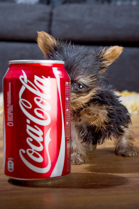 Терьер размером с банку кока-колы борется за звание чемпиона